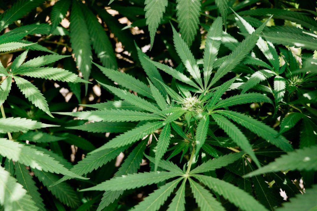 Cannabis fund Sapphire wins charity status